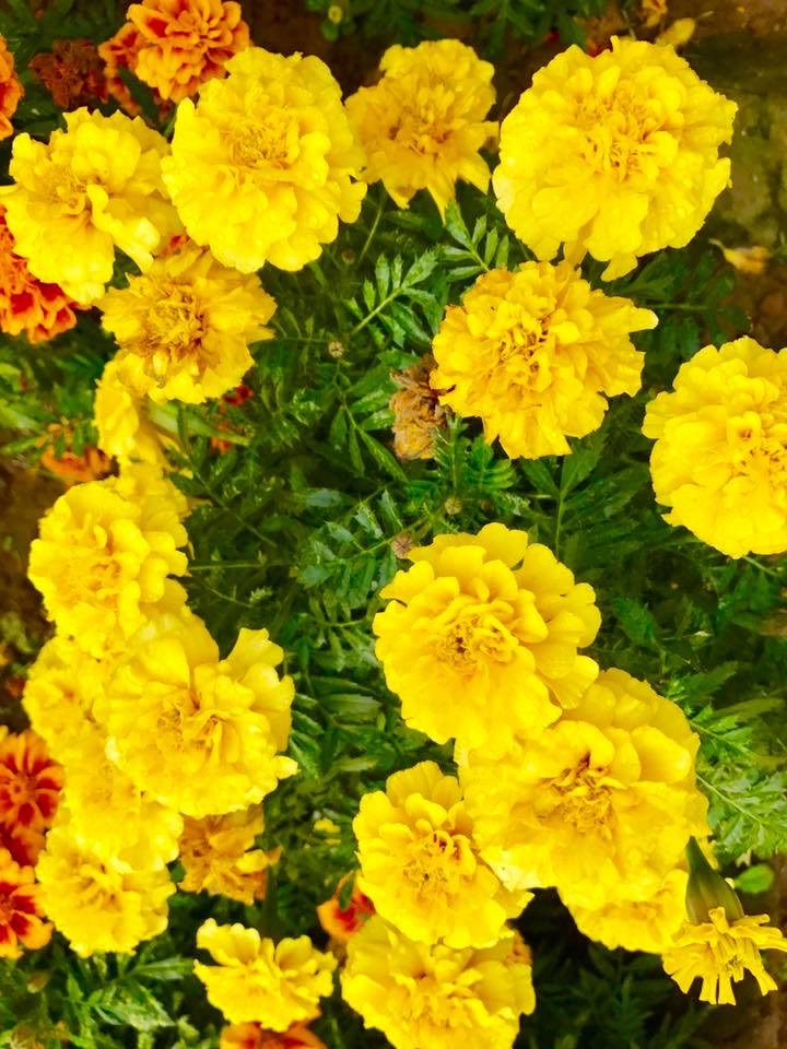 Gallery 2 West Greenhouse